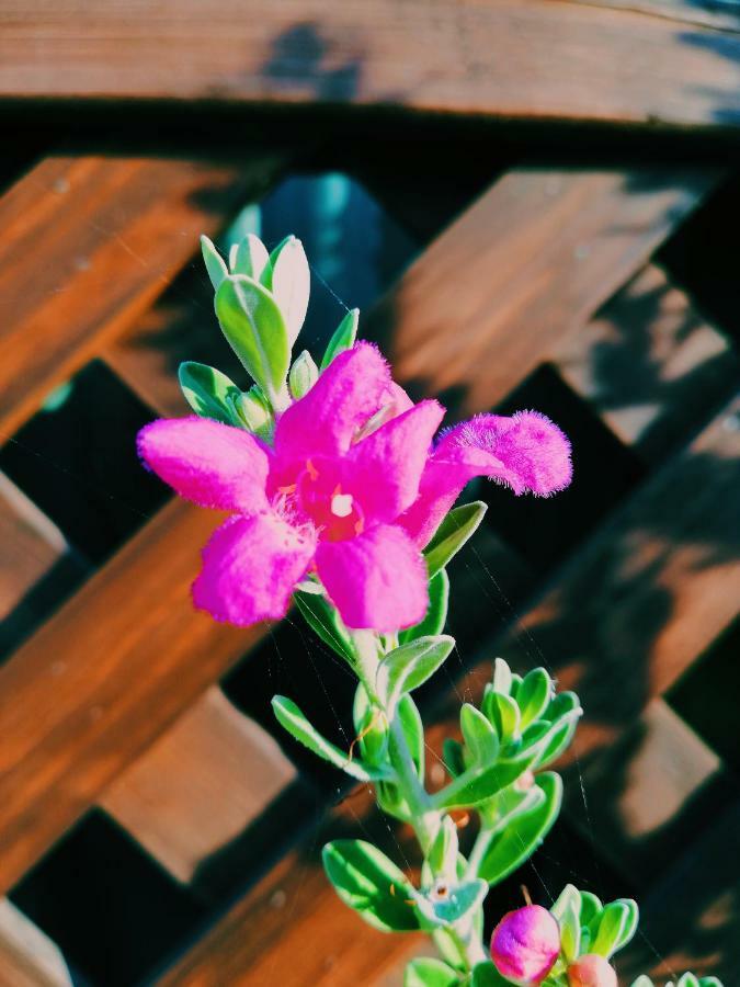 דירות Paphos Chriselina Gottage מראה חיצוני תמונה